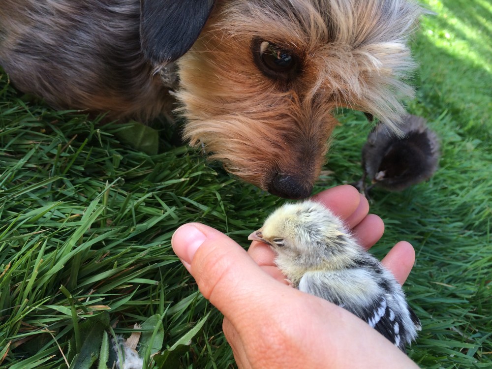 Pierce meeting his newest sisters for the first time