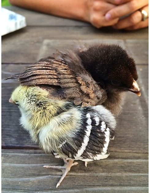 Dolly and Reba swirl