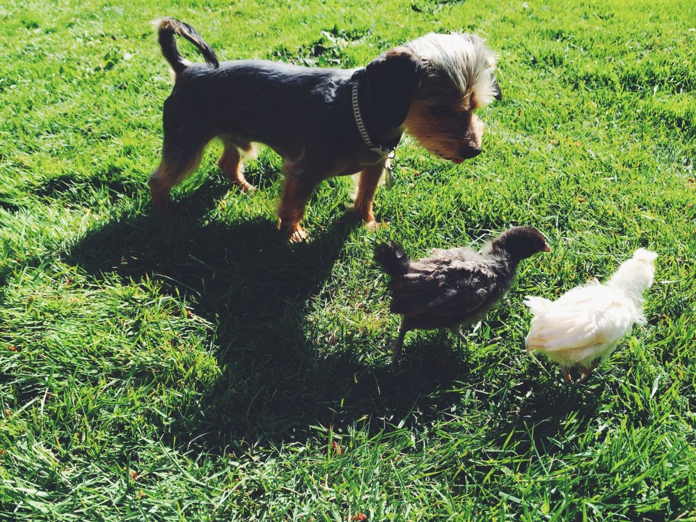 Pierce looking over his newest ladies, Reba and Patsy